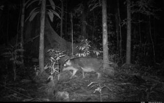 Camera Traps - June 2026