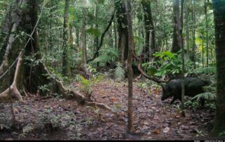 Camera Traps - July 2026