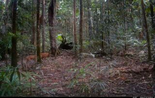 Camera Traps - July 2026