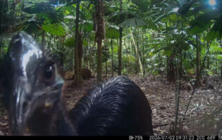 Camera Traps - July 2026
