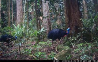 Camera Traps - July 2026