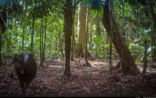 Camera Traps - July 2026
