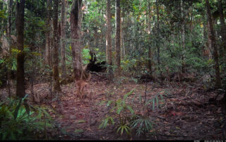 Camera Traps - July 2026