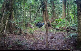 Camera Traps - July 2026