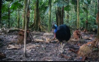 Camera Traps - July 2026