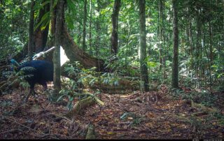 Camera Traps - July 2026