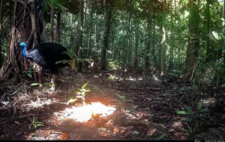 Camera Traps - July 2026
