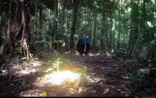 Camera Traps - July 2026