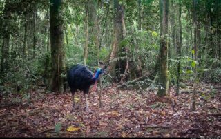 Camera Traps - July 2026