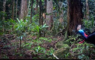 Camera Traps - July 2026