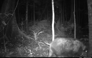 Camera Traps - July 2026