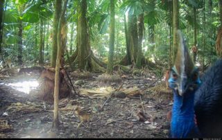 Camera Traps - July 2026