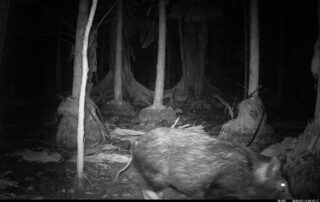 Camera Traps - July 2026