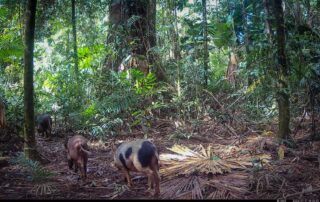 Camera Traps - July 2026