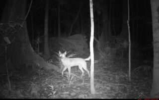 Camera Traps - July 2026