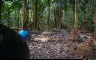 Camera Traps - July 2026
