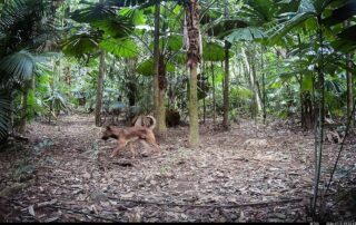 Camera Traps - July 2026