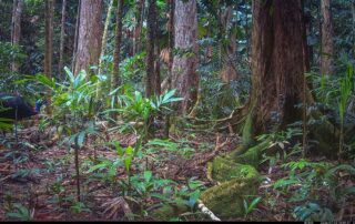 Camera Traps - July 2026