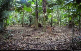 Camera Traps - July 2026
