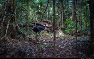 Camera Traps - July 2026