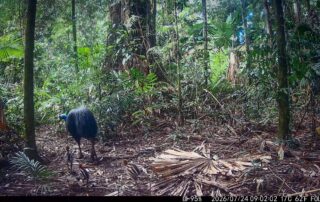 Camera Traps - July 2026