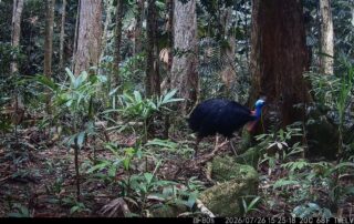 Camera Traps - July 2026