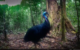 Camera Traps - July 2026