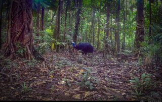 Camera Traps - July 2026