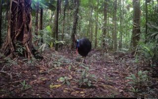 Camera Traps - August 2026