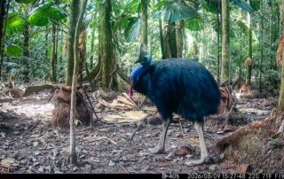Camera Traps - August 2026
