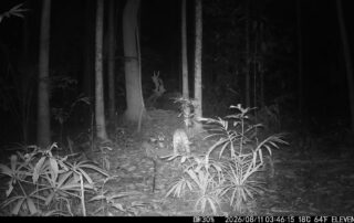 Camera Traps - August 2026