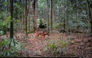Camera Traps - August 2026
