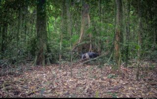 Camera Traps - August 2026