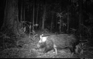 Camera Traps - August 2026