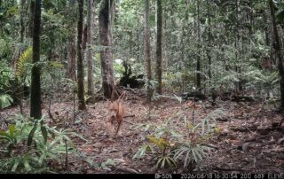 Camera Traps - August 2026
