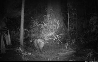 Camera Traps - August 2026