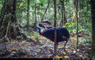 Camera Traps - August 2026