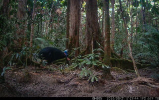 Camera Traps - August 2026