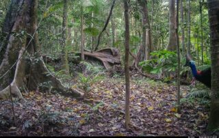 Camera Traps - August 2026