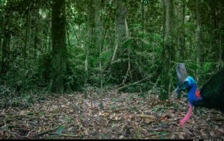 Camera Traps - August 2026