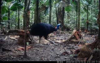 Camera Traps - September 2026