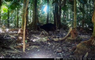 Camera Traps - September 2026