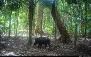 Camera Traps - September 2026