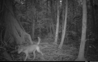 Camera Traps - September 2026