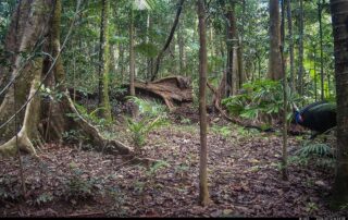 Camera Traps - September 2026