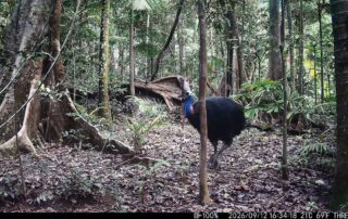 Camera Traps - September 2026