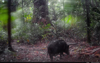 Camera Traps - September 2026