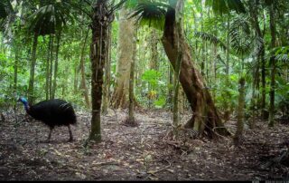 Camera Traps - September 2026