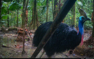 Camera Traps - September 2026