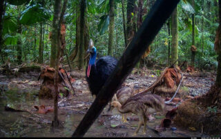 Camera Traps - September 2026